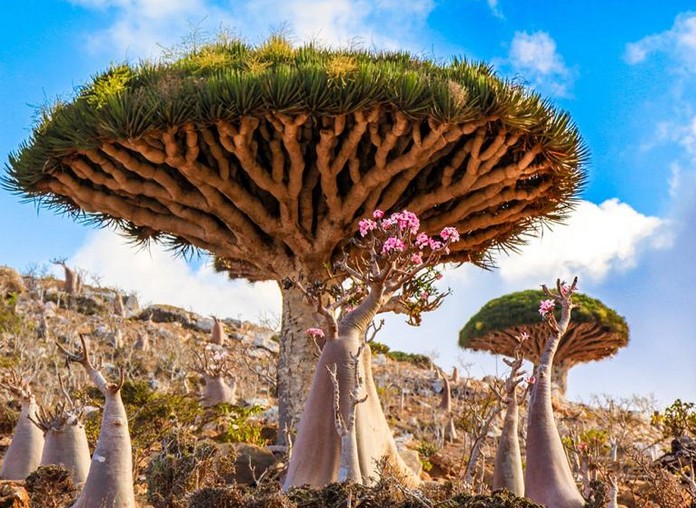 Socotra Island, Yemen