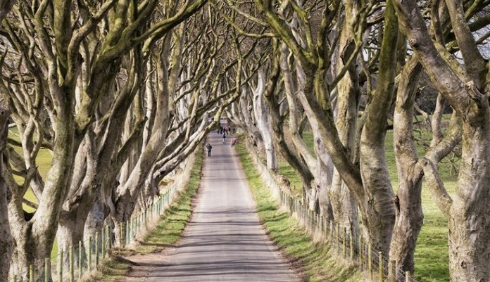 The Dark Hedges, Ballymoney, Northern Ireland