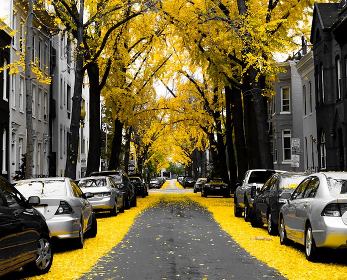 Washington D.C., USA